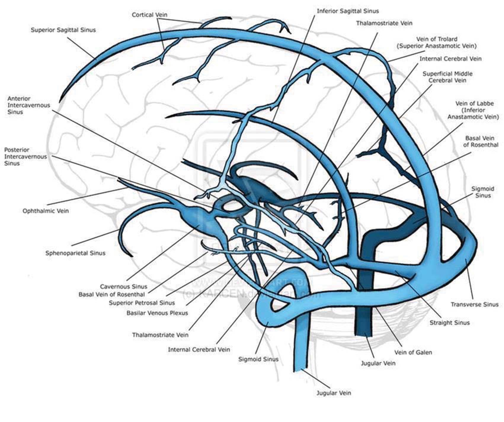 A diagram of the brain

Description automatically generated