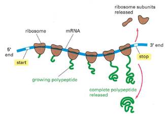 A diagram of a polypeptide

Description automatically generated